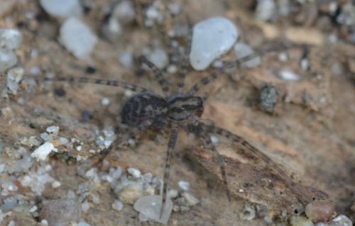Tegenaria sp.